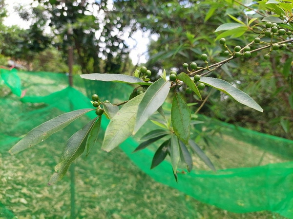 突破繁殖瓶頸!花蓮場研發山胡椒扦插與育苗技術 攜手秀林鄉部落打造特色永續產業