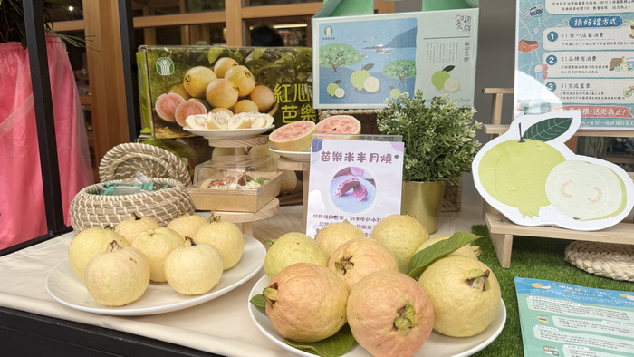 吹海風長大的蘭陽珍寶!頭城甜心芭樂「食光之旅」香甜啟航