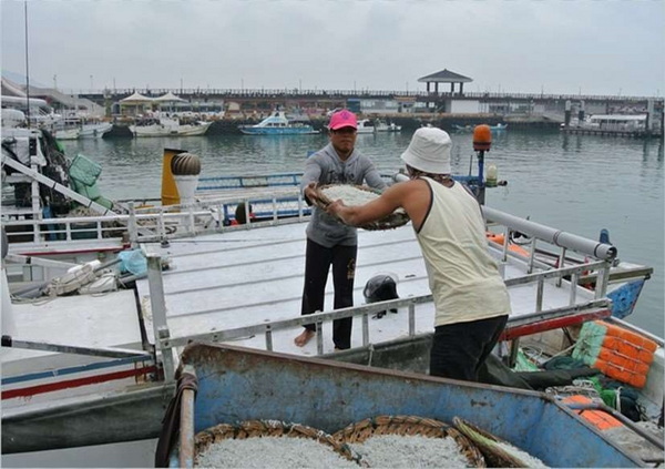 守護海洋資源 新北實行魩鱙禁漁期 違者最高罰15萬元